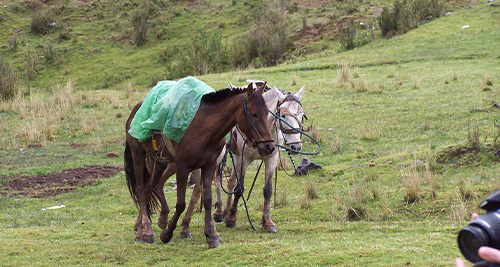 Horseback Riding