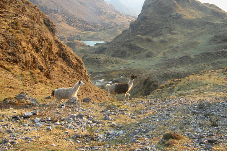 Lares Trek to Machu Picchu 4 Days 3 Nights