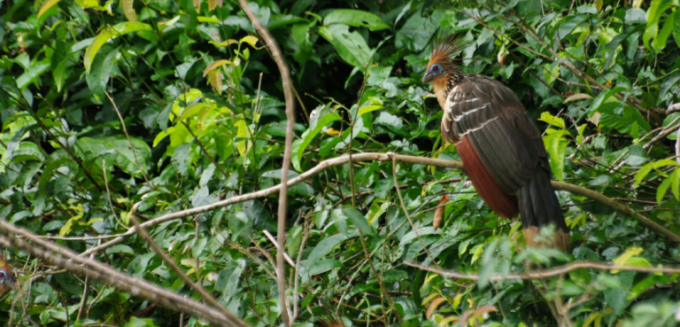 Manu National Park 4 Days 3 Nights