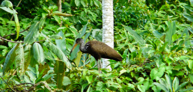 Manu National Park 4 Days 3 Nights
