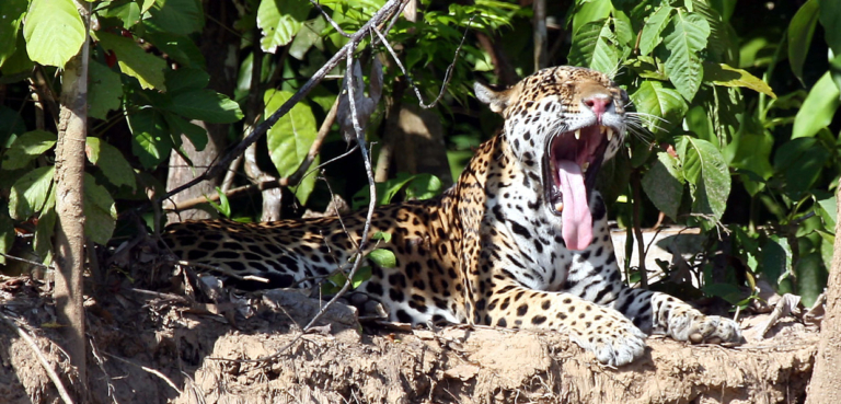 Manu National Park 5 Days 4 Nights