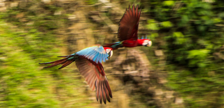 Manu National Park 5 Days 4 Nights