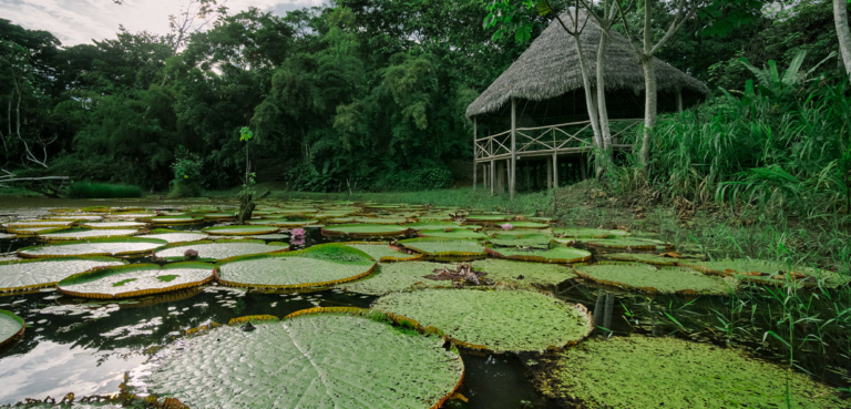 Manu National Park 5 Days 4 Nights