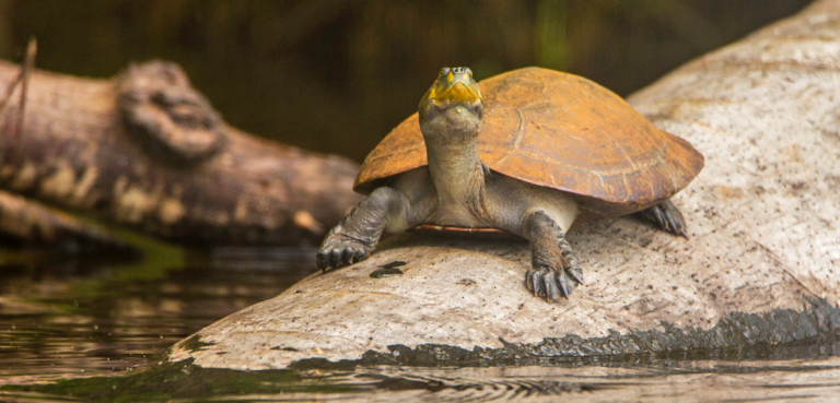 Tambopata and Sandoval Lake 2 Days 1 Night