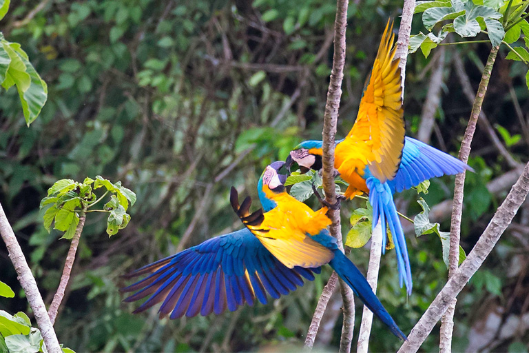 macaw2024