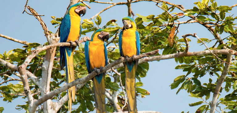 Tambopata, Sandoval Lake, and Chuncho Macaw Clay 4 days tour