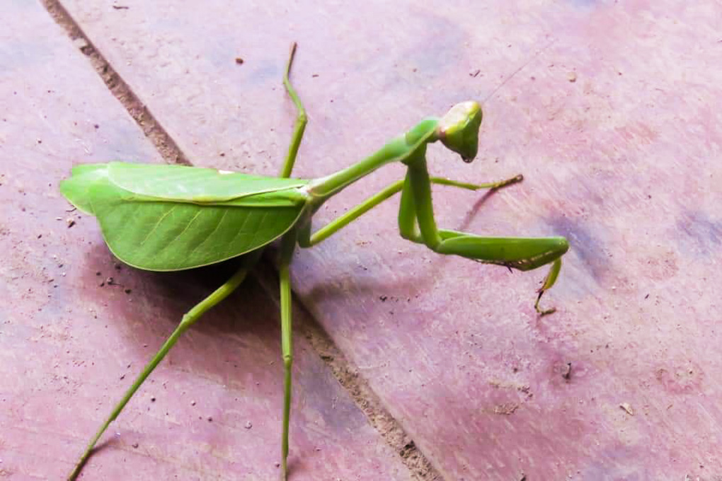 Puerto Maldonado Tambopata insectos