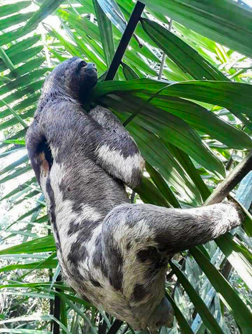 Tambopata animales oso