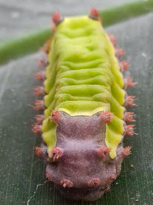 Tambopata Peru