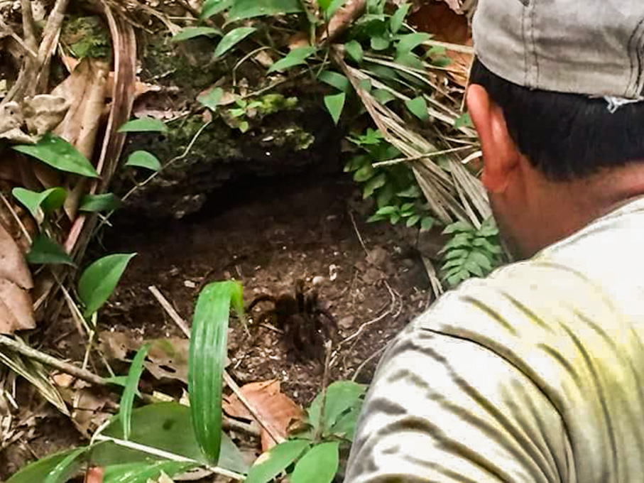 Tambopata araña selva